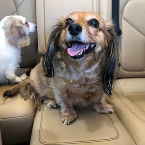 Meet your Posher, Manuela